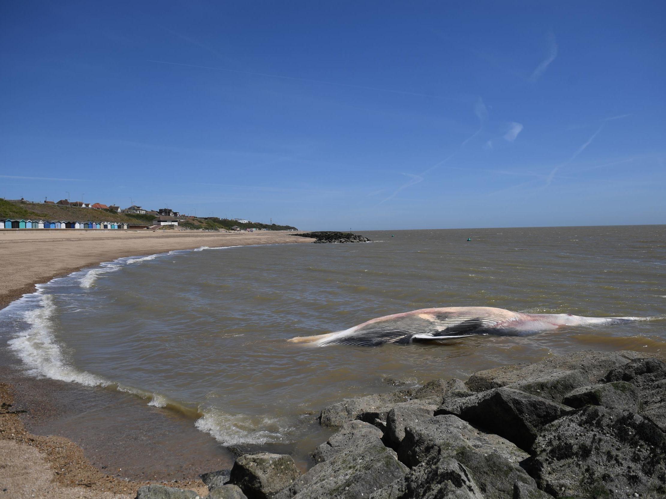 A 40ft-long whale that has washed up on the beach at Clacton-on-Sea in Essex. The giant marine mammal, which has died, was swept to shore on Friday.