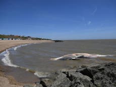 Operation underway to remove 40ft whale from Essex beach