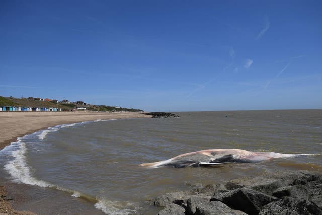 A 40ft-long whale that has washed up on the beach at Clacton-on-Sea in Essex. The giant marine mammal, which has died, was swept to shore on Friday.