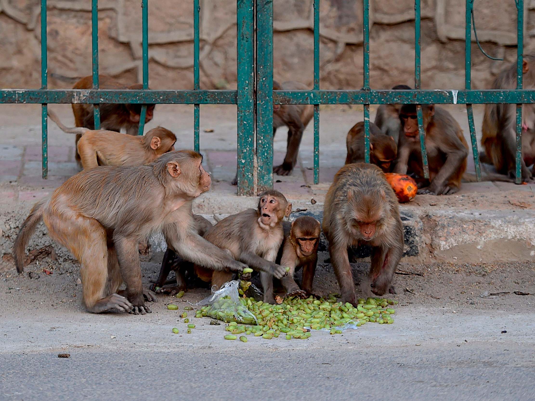 File image from 10 April 2020 of monkeys eating fruit on a street during a government-imposed nationwide lockdown as a preventive measure against the Covid-19 coronavirus in New Delhi, India.