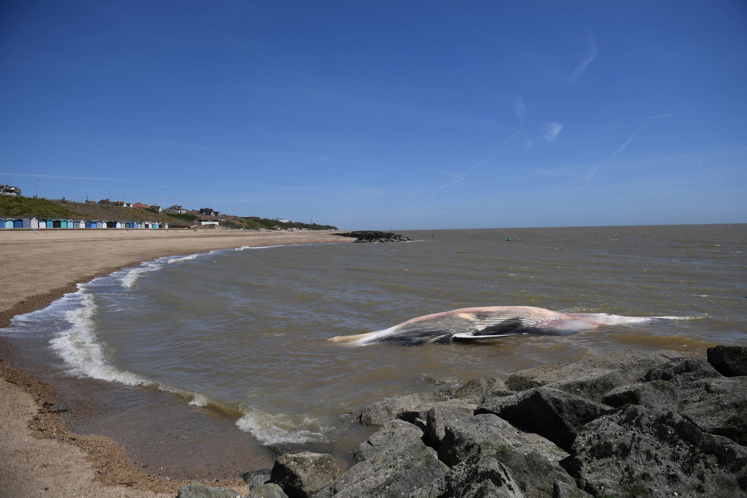 Operation underway to remove 40ft dead whale from Essex beach