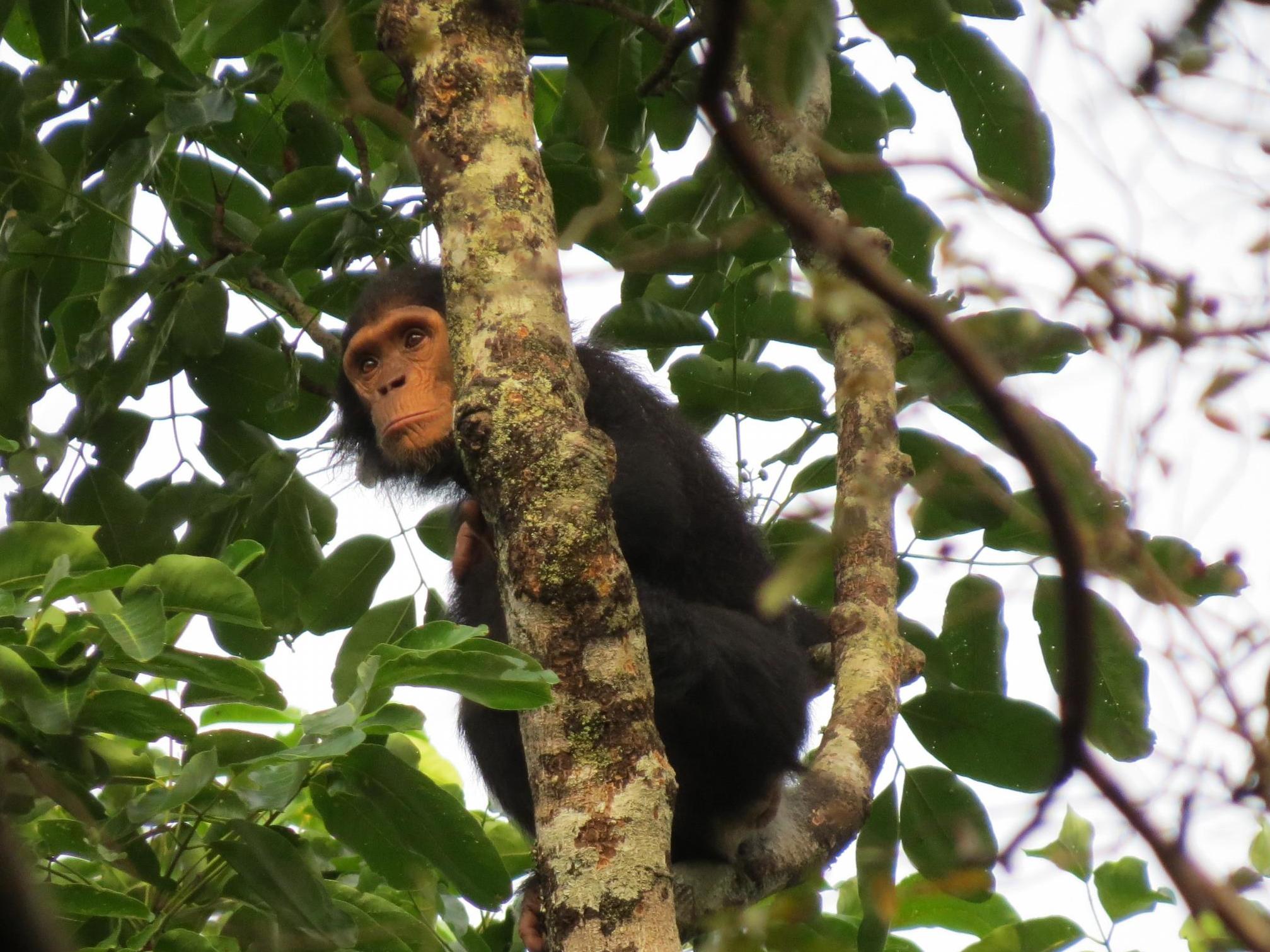 Eastern chimpanzee in Chinko Nature Reserve in the Central African Republic