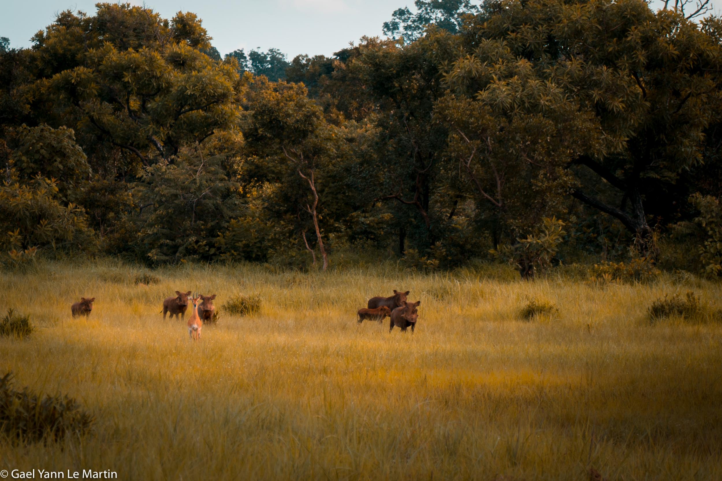 Warthog and antelope in Chinko Nature Reserve in the Central African Republic