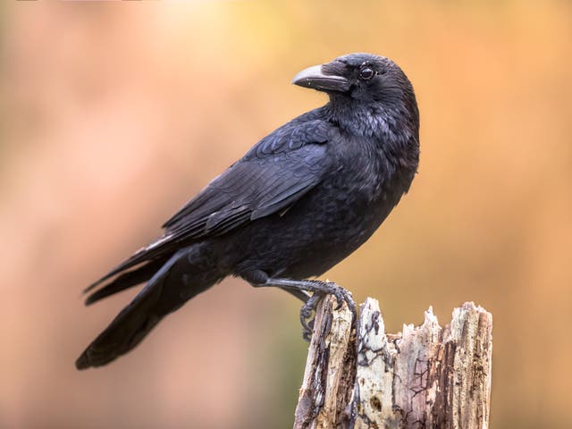 Carrion crow. Scientists tracked two species of corvid to find out how their chick-rearing techniques affected their success