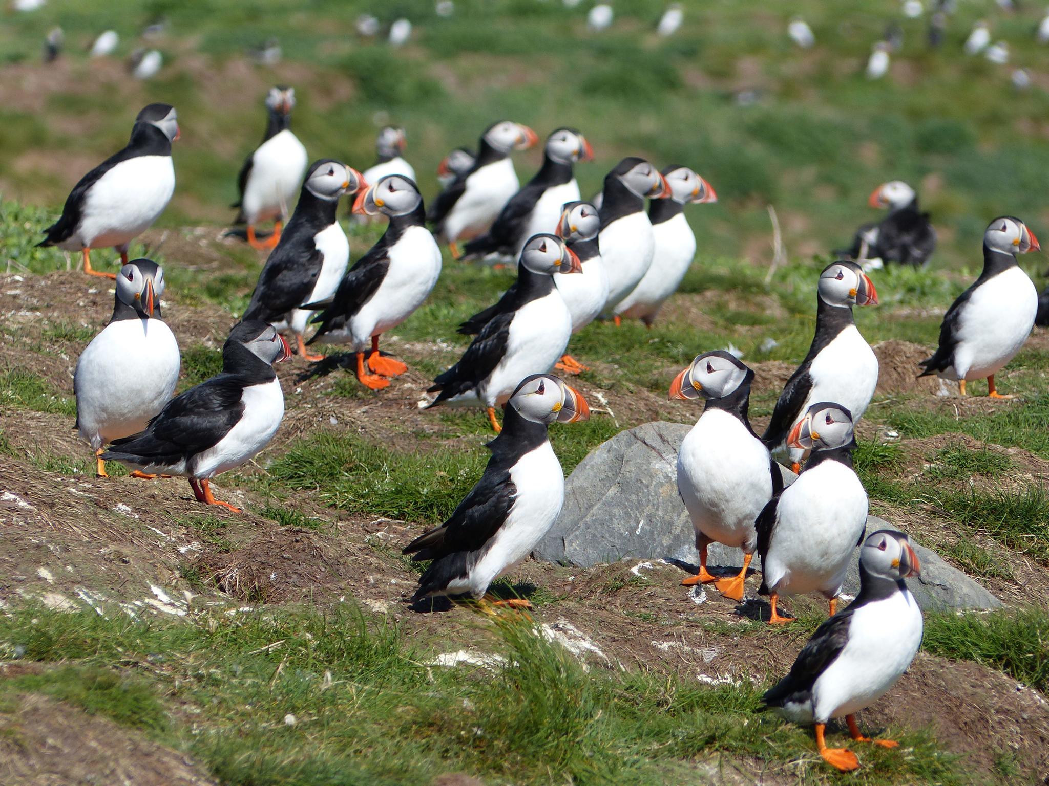 Puffins make a strong showing for breeding season off the Northumberland coast