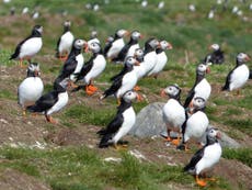Returning puffins may find new nesting grounds in absence of tourists