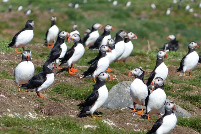 Puffins make a strong showing for breeding season off the Northumberland coast