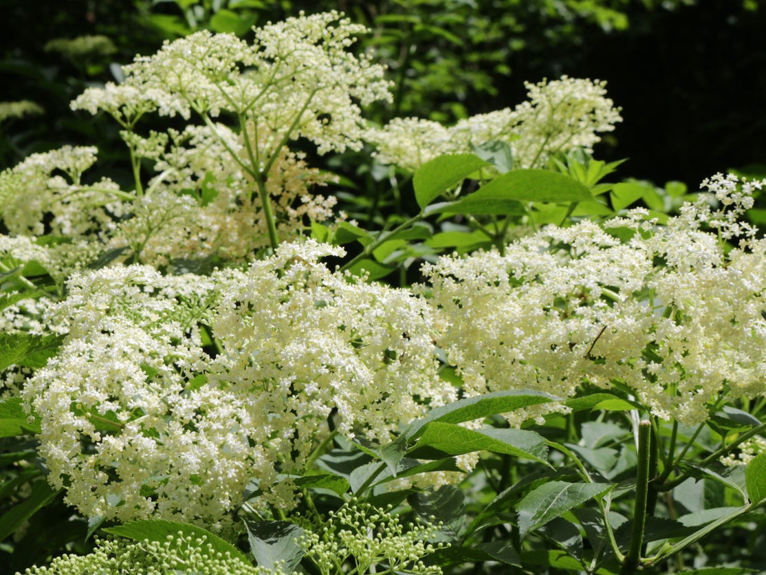 Elderflowers are ready between late-May to mid-June, so it’s important to make the most of them while you can.