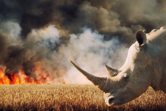 Rhinoceros in front of burning savannah in South Africa. Hundreds of species are under increasing threat due to factors including human population growth, habitat destruction, and the illegal wildlife trade