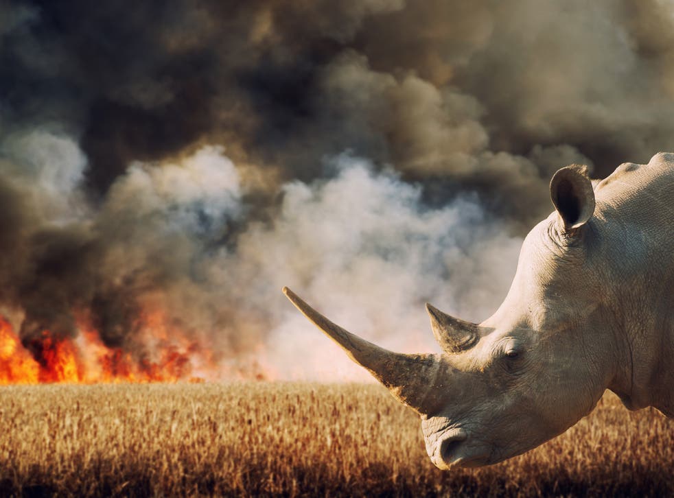 Rhinoceros in front of burning savannah in South Africa. Hundreds of species are under increasing threat due to factors including human population growth, habitat destruction, and the illegal wildlife trade
