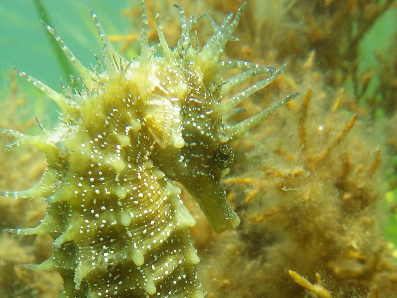 Spiny seahorses, which haven't been seen in Studland Bay for at least two years, have been recolonising their seagrass habitat in the area