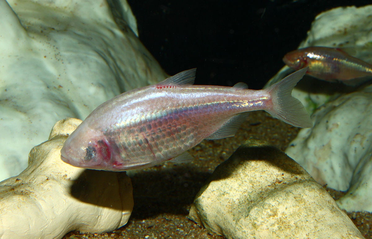 Blind cave fish