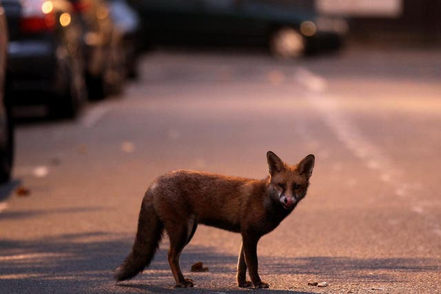 Urban foxes' snouts have adapted to foraging in the city streets
