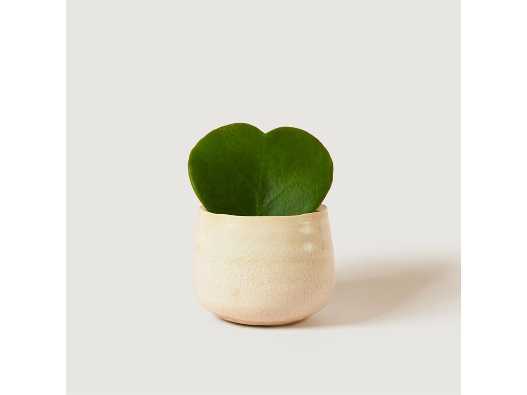 Even the most forgetful of couples will be able to care for a sweetheart plant