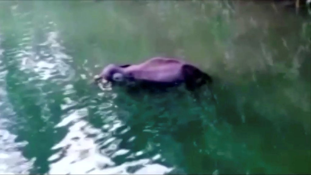 The animal's body floating in the water