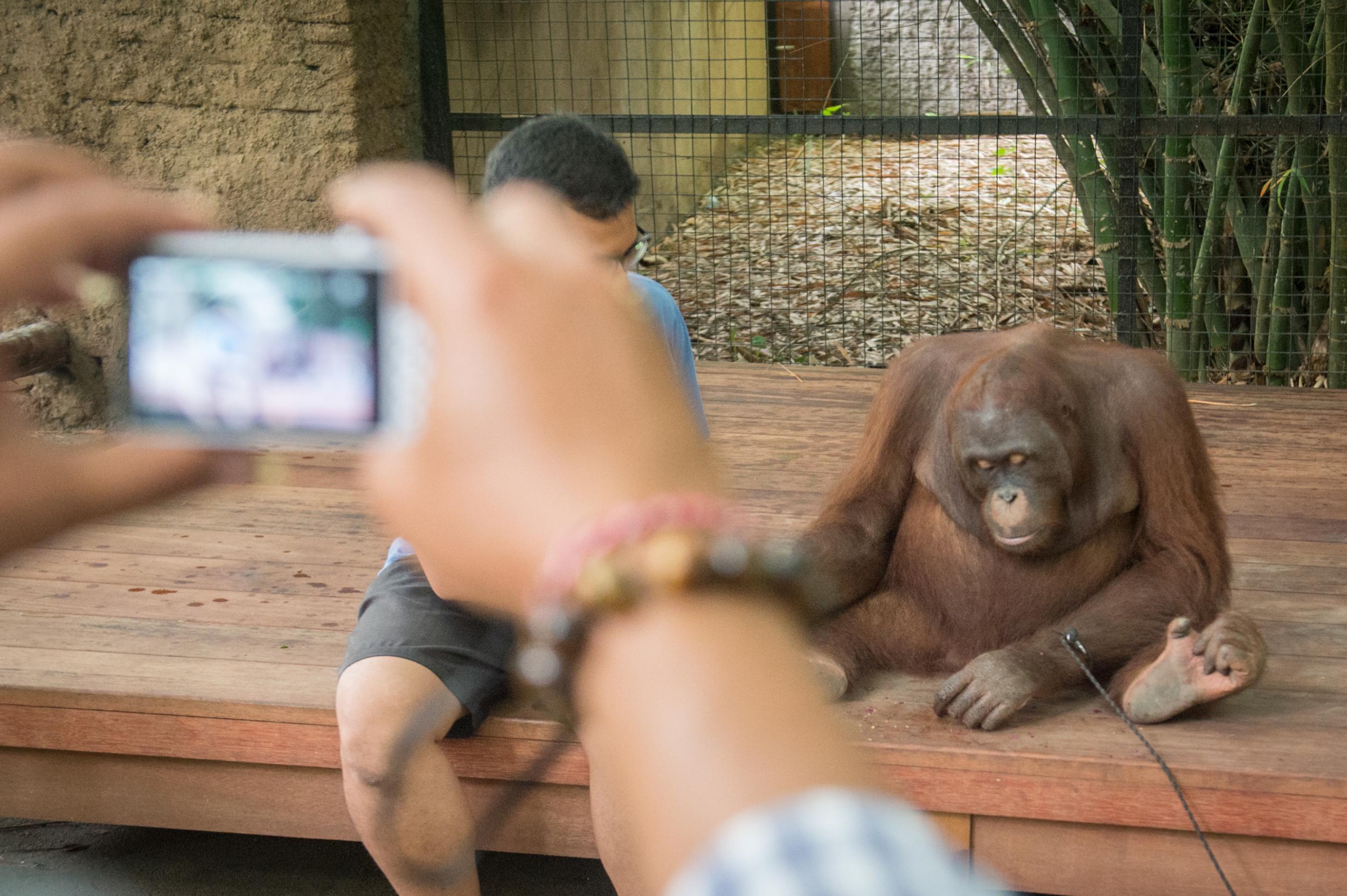 An orangutan kept chained for tourists in Bali