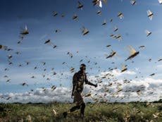 Five million people in East Africa at risk of hunger from locusts
