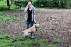 Amy Cooper: Central Park dog walker who called police on black man has pet returned