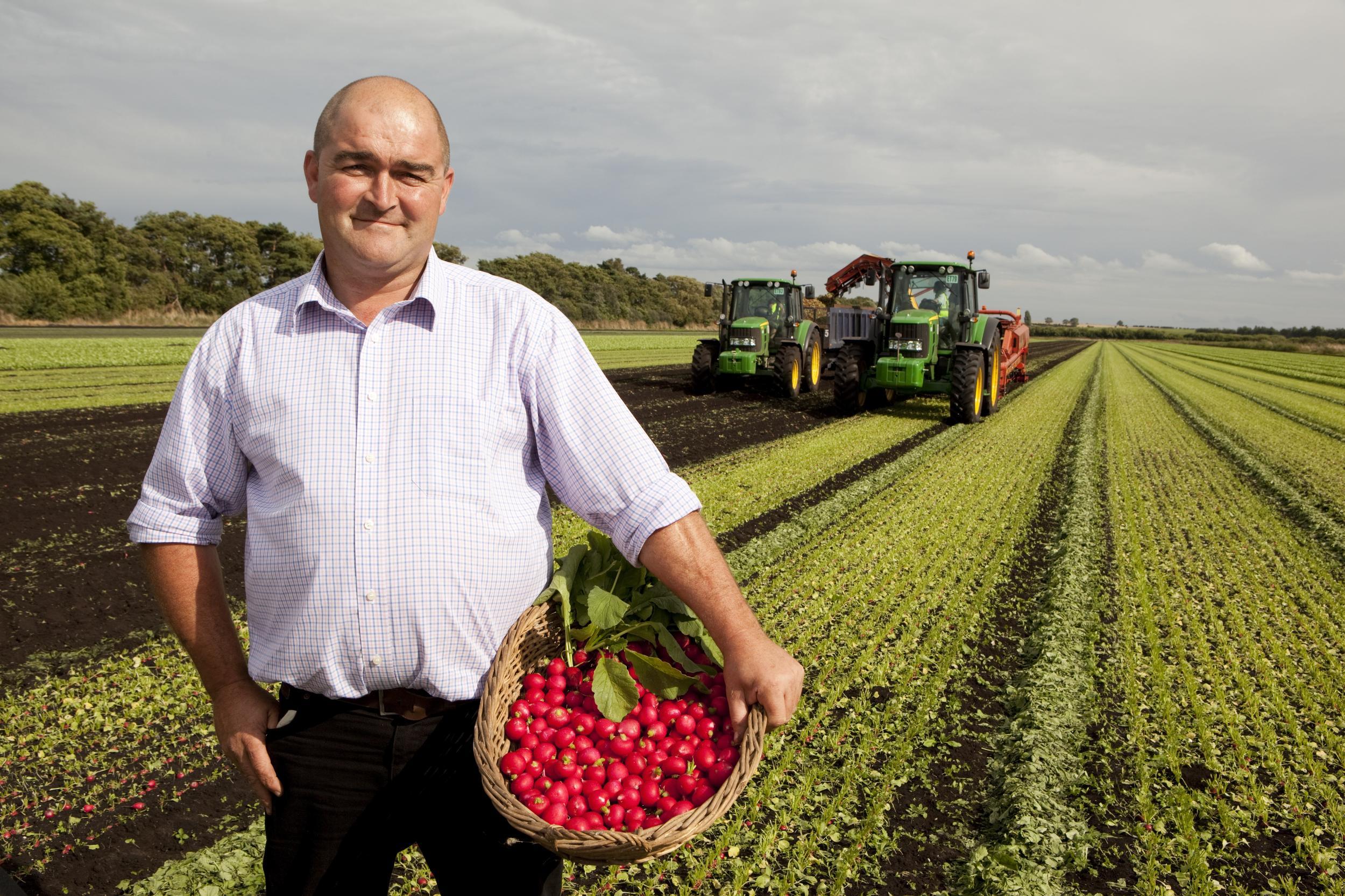 Scott Watson, a radish grower at G’s Growers in Norfolk is encouraging the public to eat more of this healthy vegetable