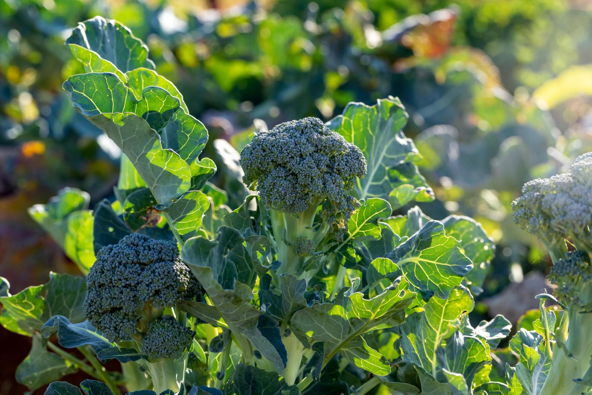 There are many different varieties of rocket iStock)