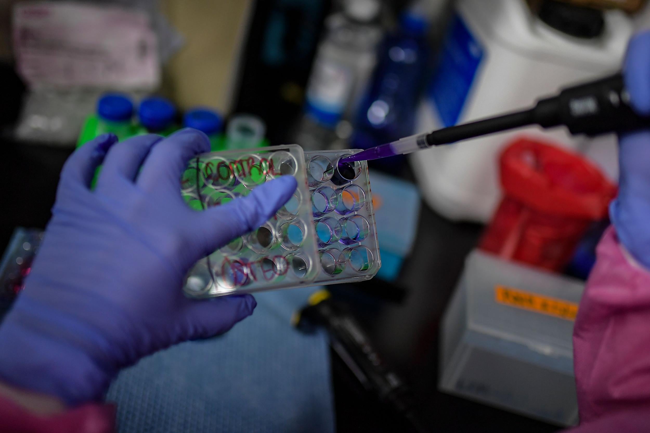 A scientist works on a study exploring stem cells as a treatment for Covid-19 in Panama City last month