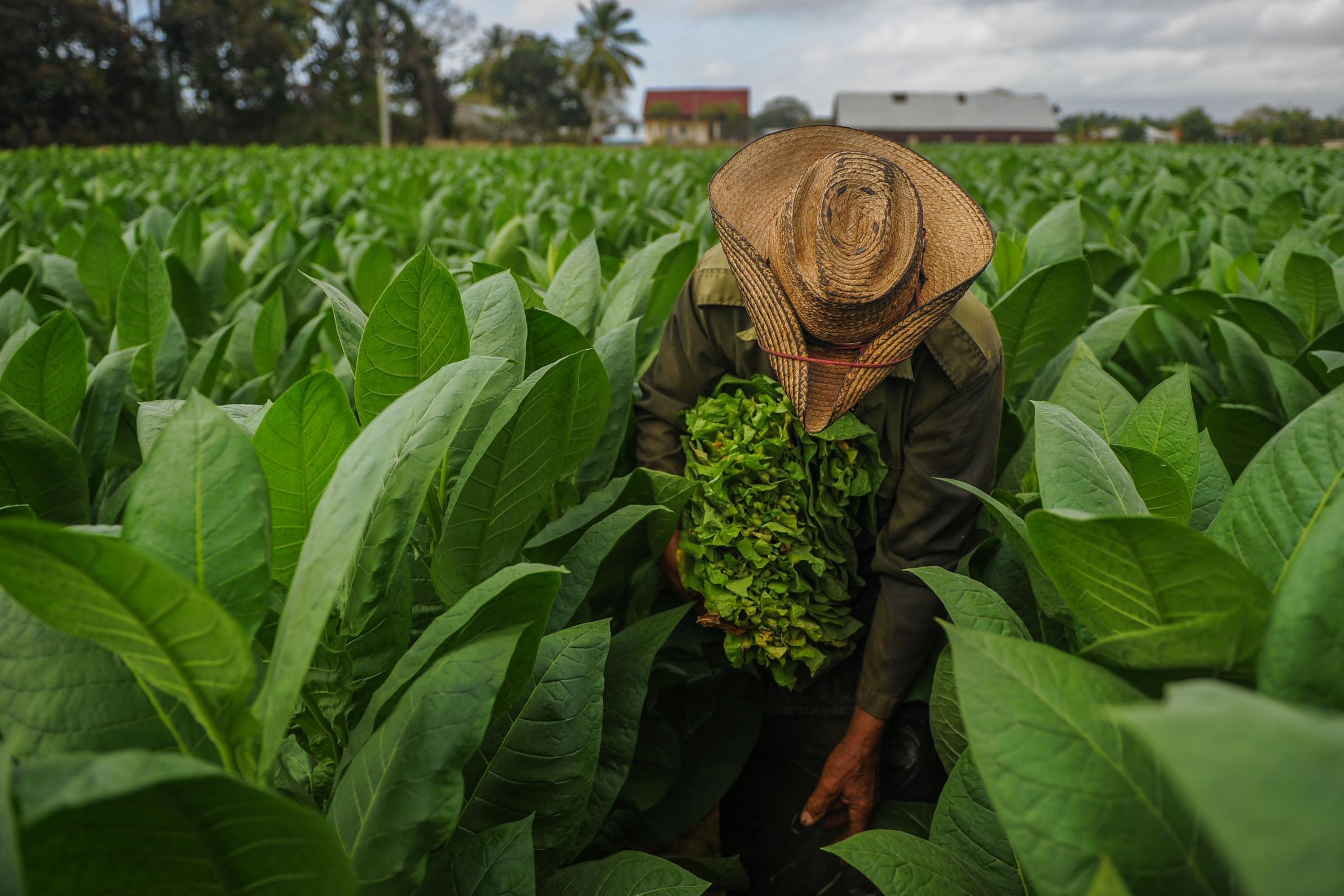 A farmer picks tobacco leaves in Cuba (AFP)