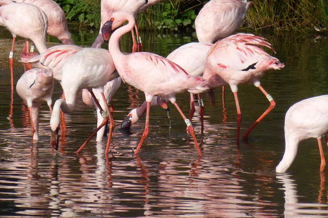A pinker flamingo pushes a paler bird
