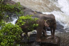 Endangered elephants reclaim national park during lockdown