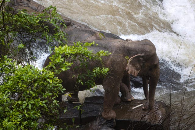 Two elephants are seen by a waterfall at Khao Yai National Park in central Thailand as rescuers work to save them