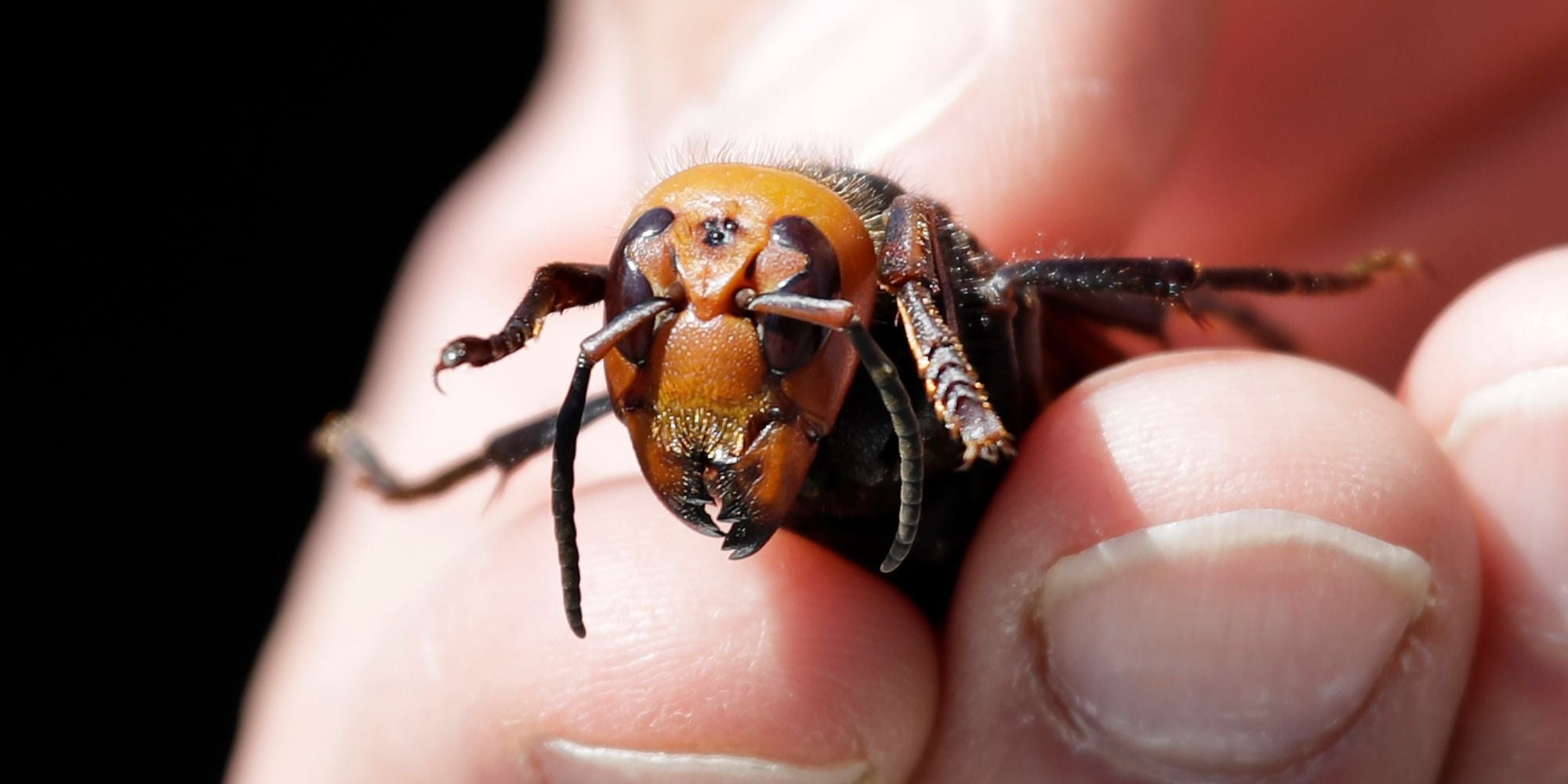 Queen 'murder discovered in America, leading to fears there are