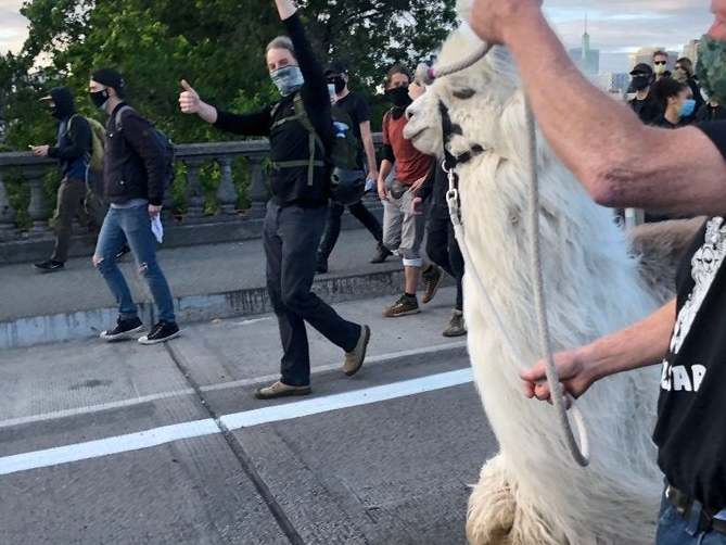 Caesar the therapy llama was spotted by Black Lives Matter protesters at a demonstration in Portland, Oregon on Friday