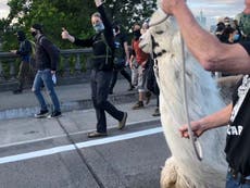 Therapy llama brought to Black Lives Matter protest