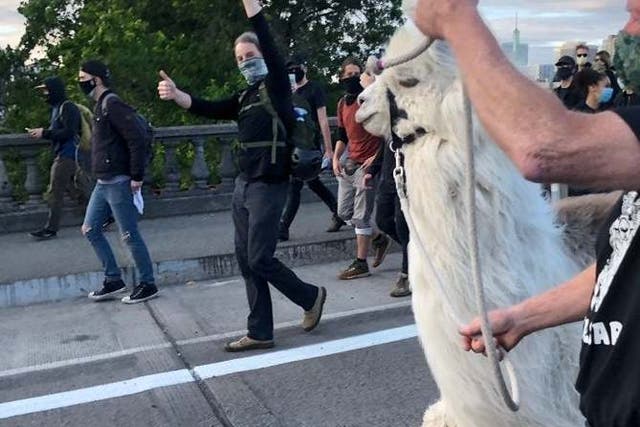 Caesar the therapy llama was spotted by Black Lives Matter protesters at a demonstration in Portland, Oregon on Friday