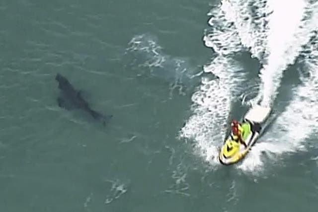 A jet ski passes over a shark swimming along the coast of Kingscliff, New South Wales, Australia, on 7 June, 2020,