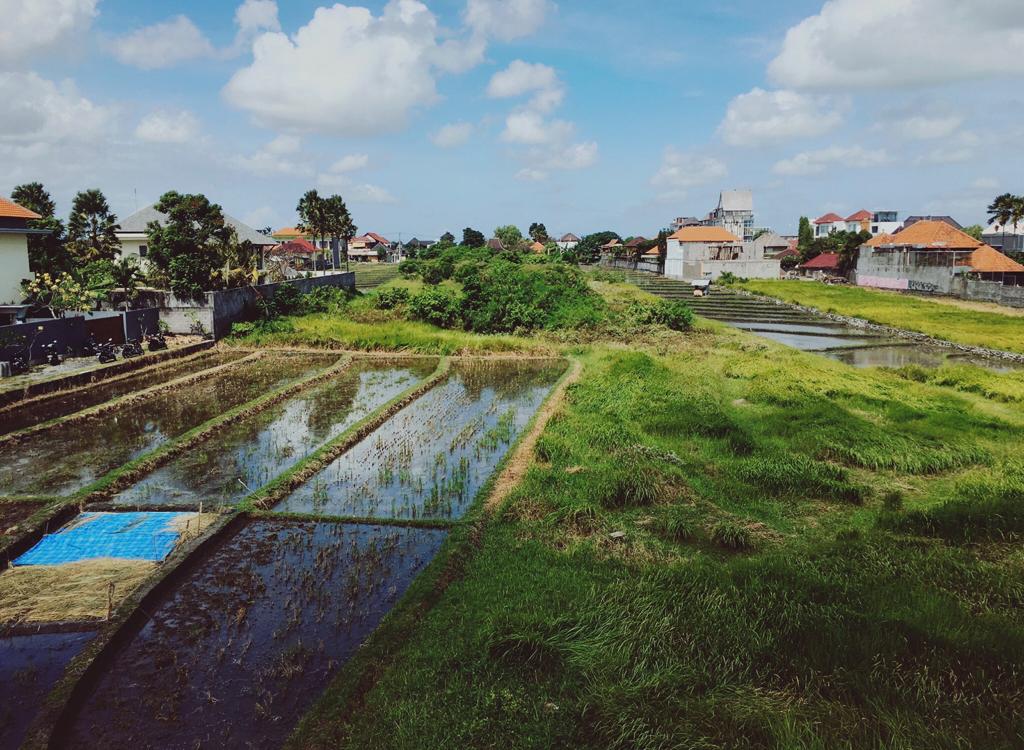 The rice fields of Canggu