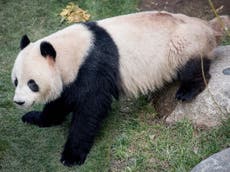 Panda escapes from enclosure at Copenhagen Zoo