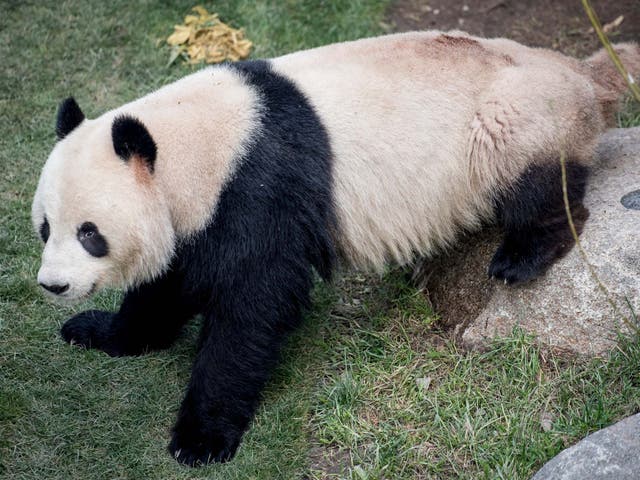 Xing Er, pictured in 2019, wandered around Copenhagen Zoo before sedated and returned to its enclosure