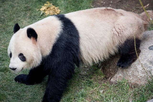 Xing Er, pictured in 2019, wandered around Copenhagen Zoo before sedated and returned to its enclosure