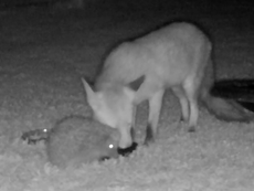Fox and hedgehog caught sharing midnight feast on garden spy cam