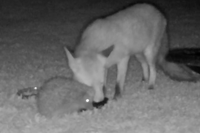 A hedgehog and a fox have been filmed sharing a meal from the same bowl in  a garden in Worcestershire