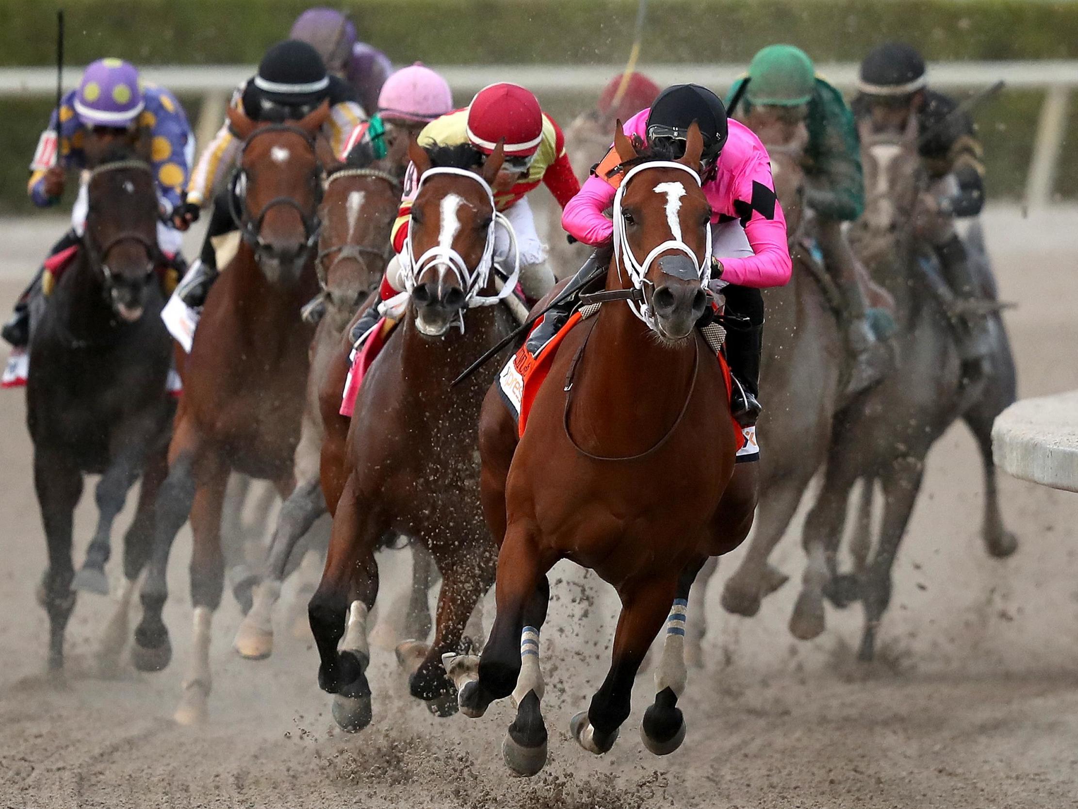 A horse race in 2019 at Gulfstream Park, Florida, where one of the racehorses that was killed ran its debut race earlier this year.
