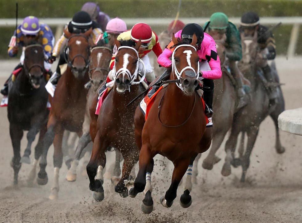 gulfstream park horse odds evidea tv nitesi