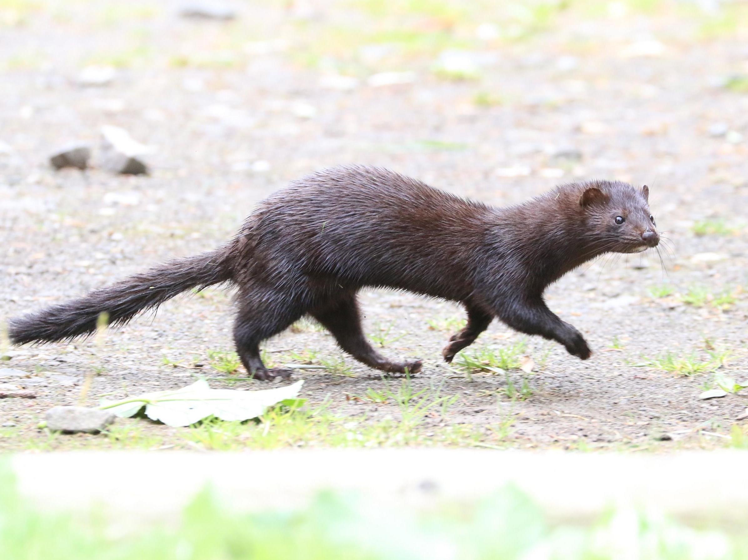 Invasive animal species - such as the American mink - are a threat to protected areas, researchers have said