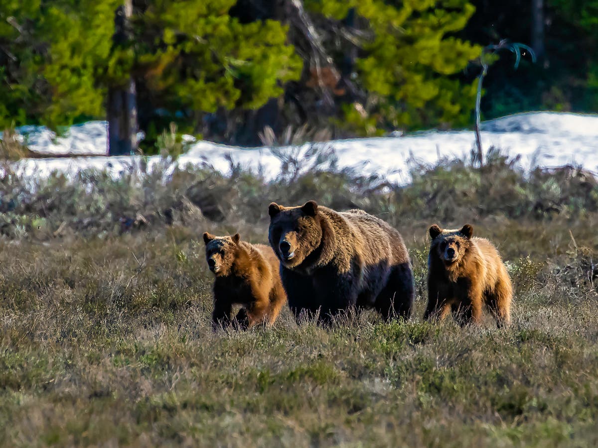 One of oldest wild grizzly bears emerges from hibernation with cubs