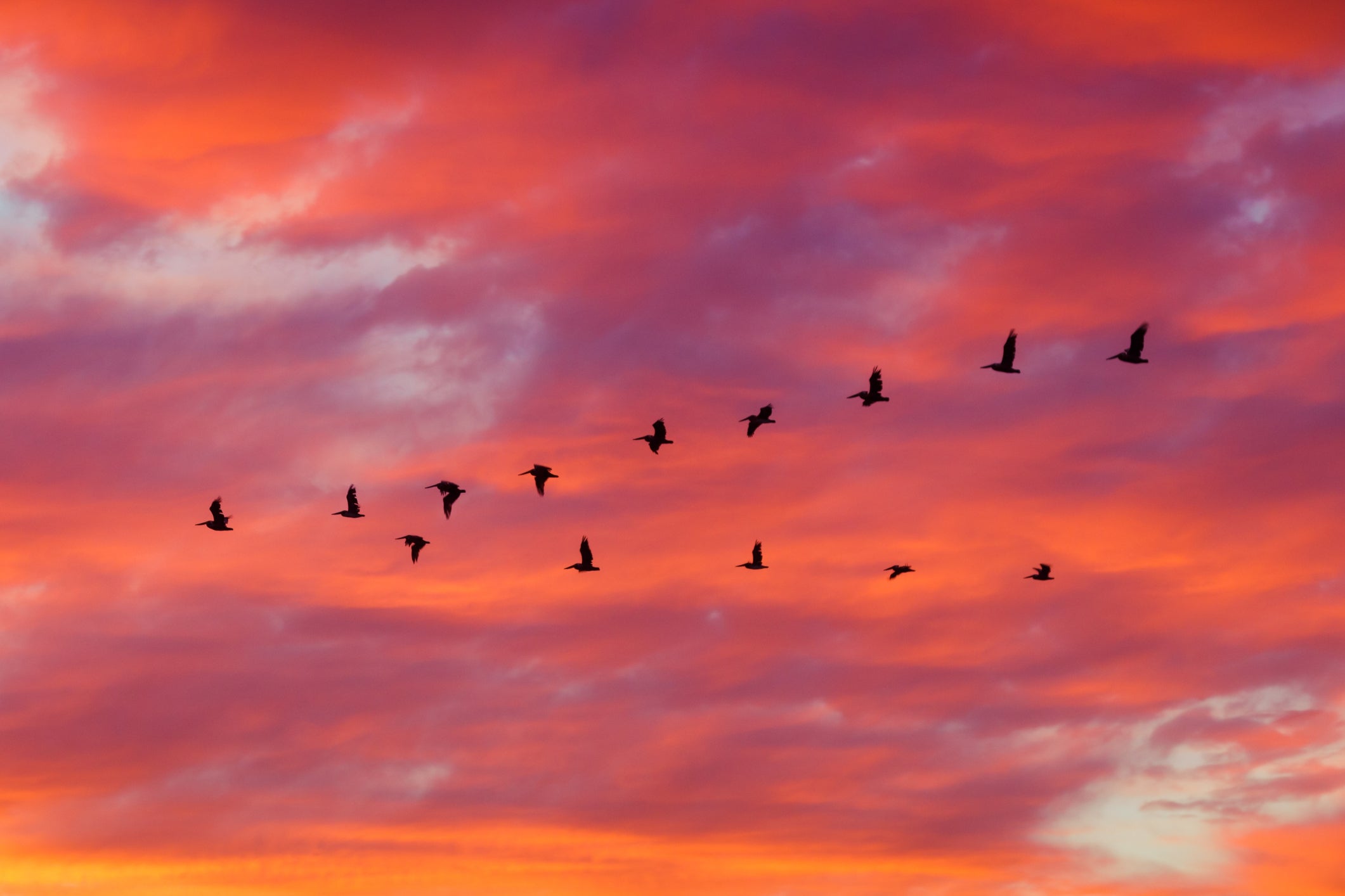 Migratory birds also carry resistance in their gut from places with poor water quality