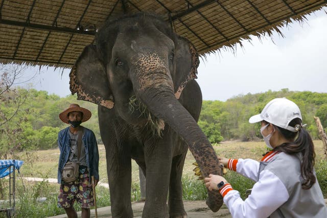 Tourism is a huge part of the Thai economy and elephant attractions have been hit hard