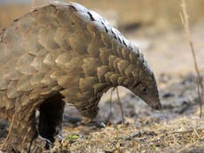China removes pangolin scales from list of traditional medicines