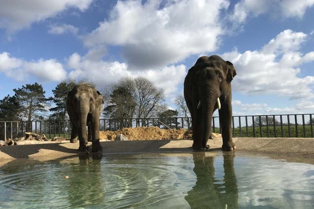 Elephants at Whipsnade zoo, which had warned it could face closure if visitors were not allowed back soon