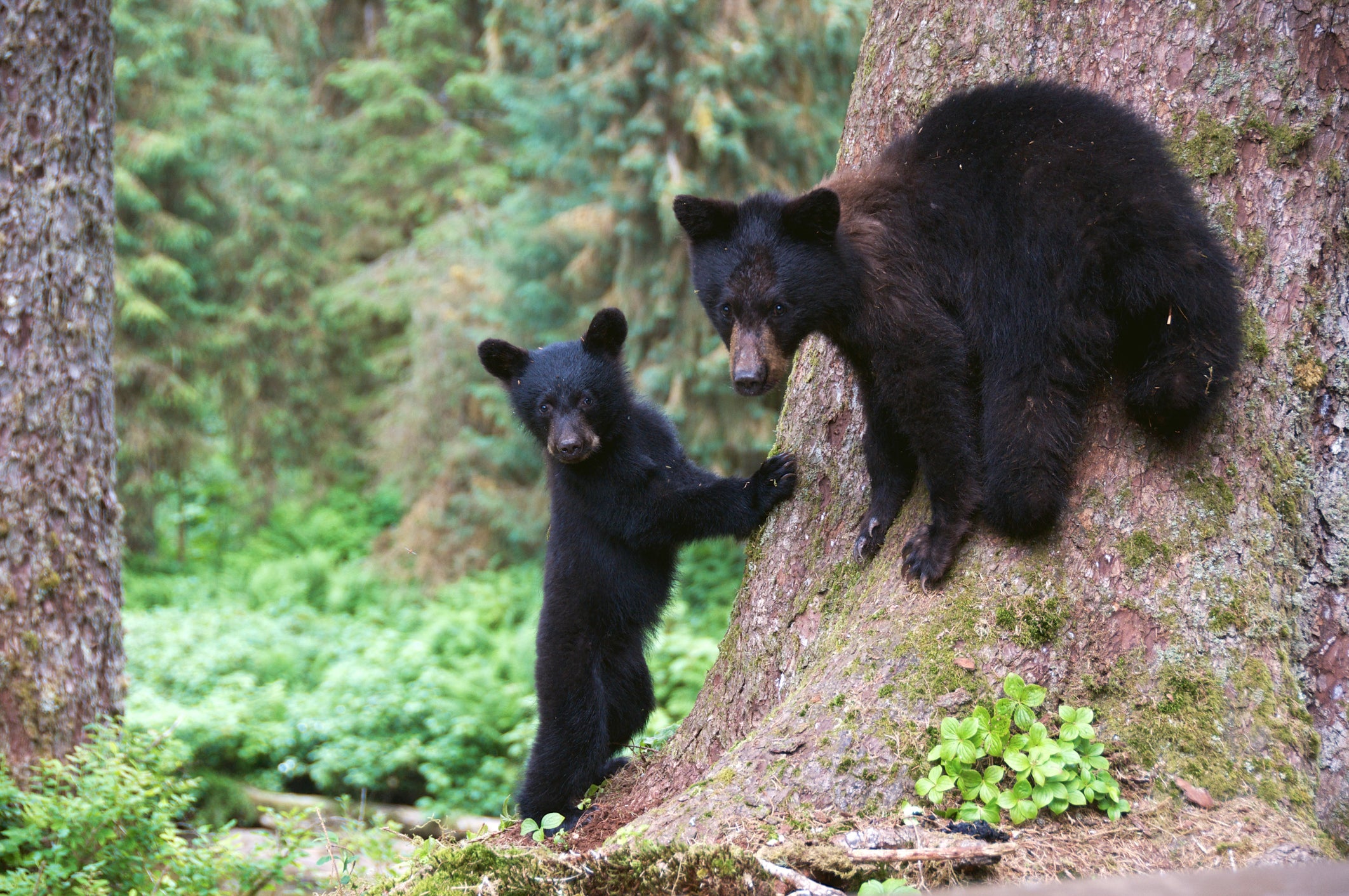 Two Alaska black bear cubs. The Trump administration has rolled back 2015 rules aimed at protecting them