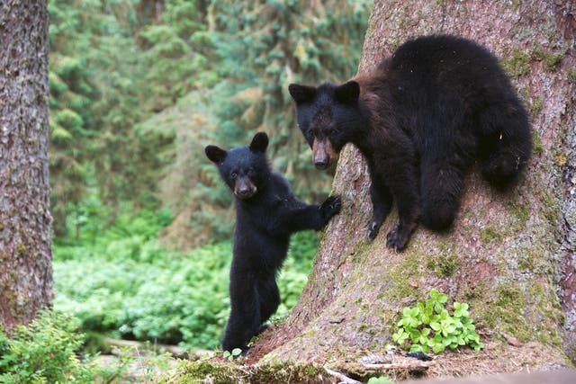 Two Alaska black bear cubs. The Trump administration has rolled back 2015 rules aimed at protecting them